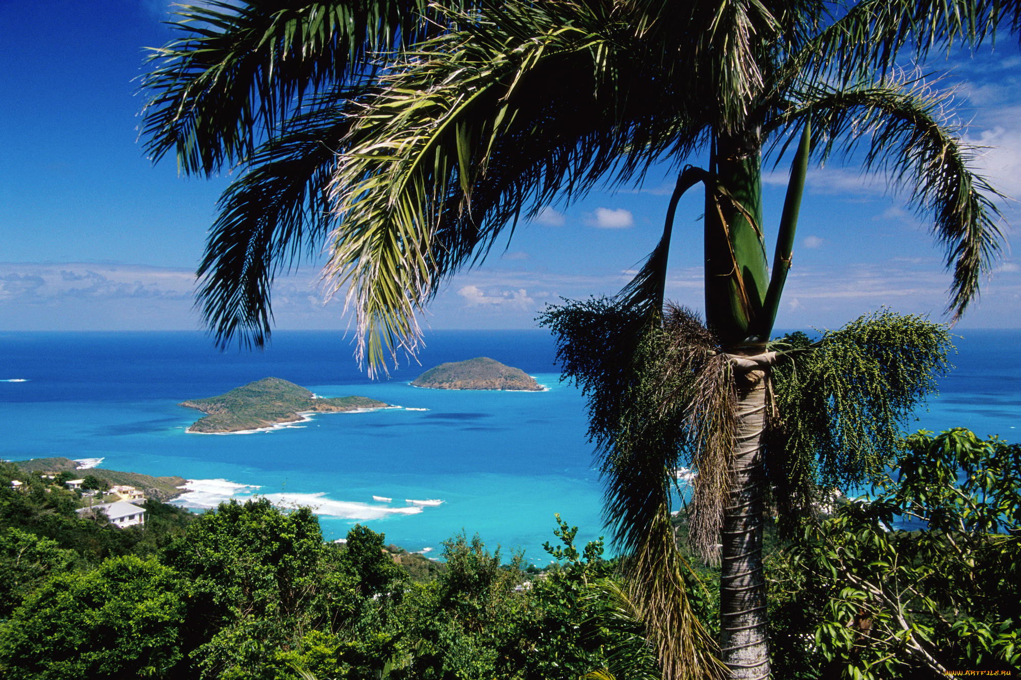 Фото островов в океане с пальмами